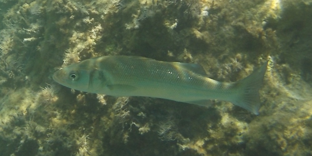 Dicentrarchus labrax a Fiskardo (Cefalonia)